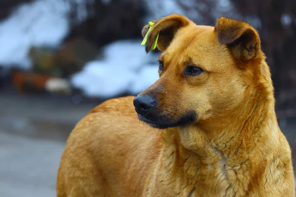 Cane Randagio Allo Zenzero Bel Viso Cane — Foto Stock