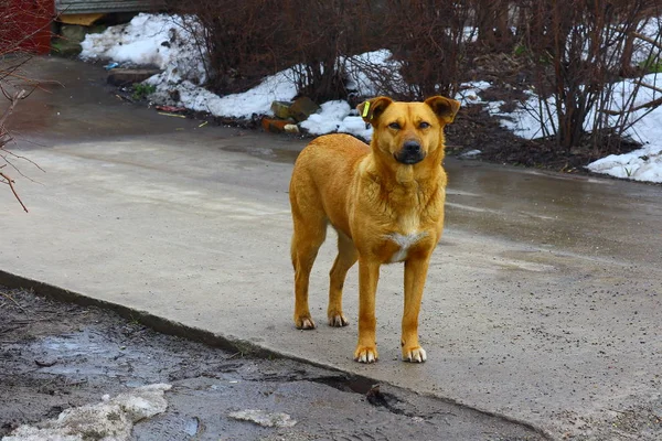 Cão Vadio Ruivo Rosto Lindo Cão — Fotografia de Stock