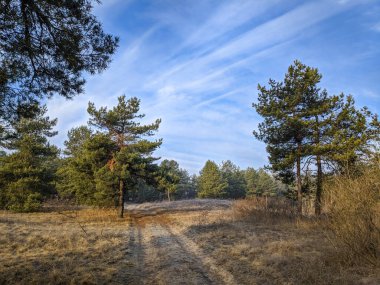 Orman ve mavi gökyüzü manzarası. Çam ormanı. Ormanda ilkbahar