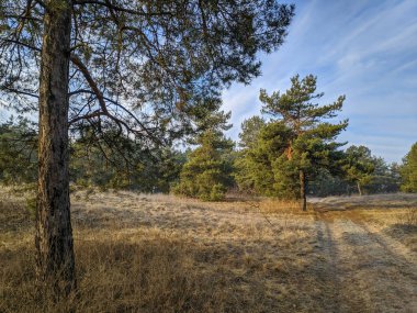 Orman ve mavi gökyüzü manzarası. Çam ormanı. Ormanda ilkbahar