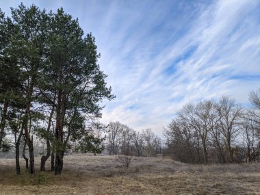 Orman ve mavi gökyüzü manzarası. Çam ormanı. Ormanda ilkbahar