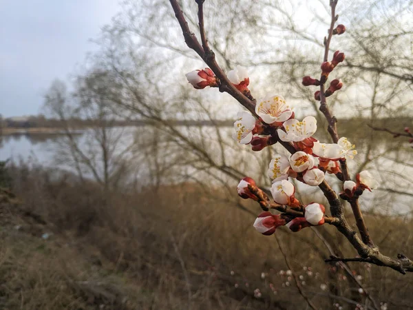 Trær Blomstrer Våren Hvite Aprikosblomster – stockfoto