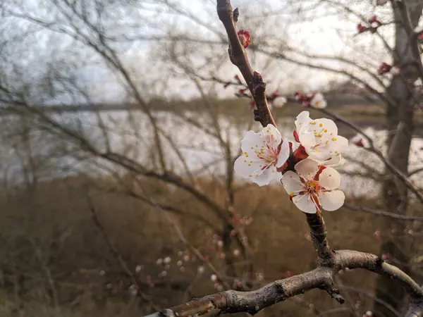 Trær Blomstrer Våren Hvite Aprikosblomster – stockfoto