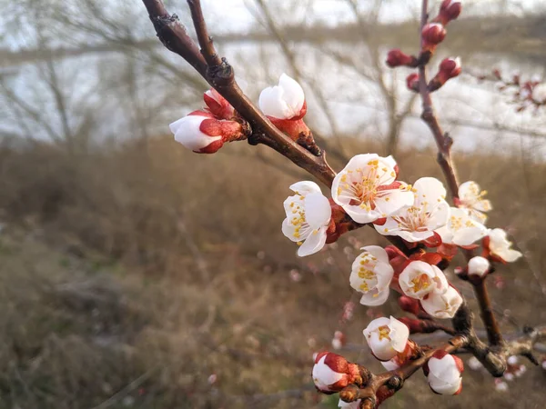 Trær Blomstrer Våren Hvite Aprikosblomster – stockfoto