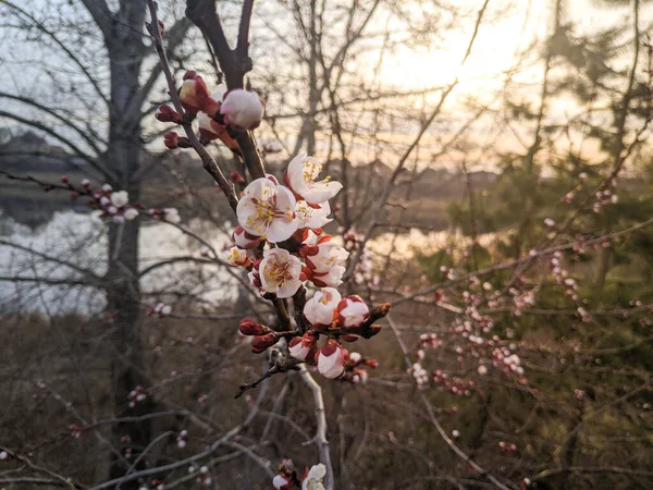 Trees Bloom Spring White Apricot Flowers — Stock Photo, Image