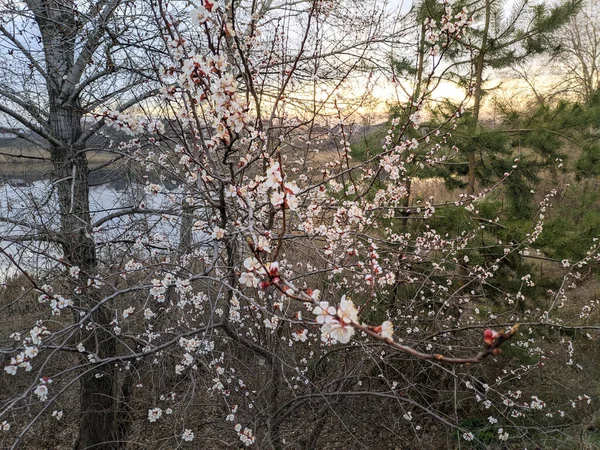 Alberi Fioriscono Primavera Fiori Bianchi Albicocca — Foto Stock