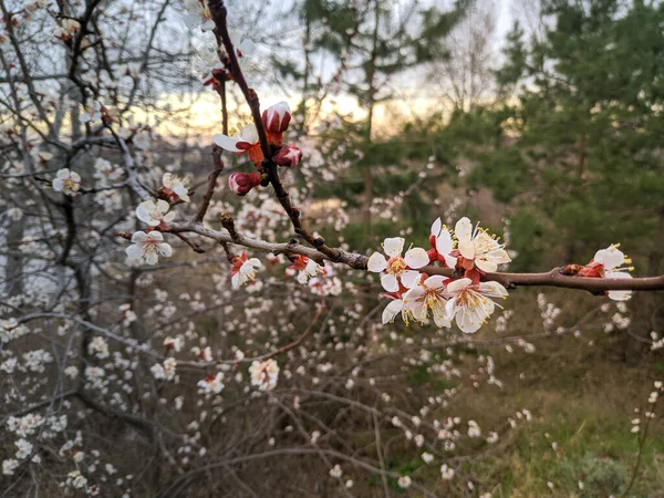Fák Tavasszal Nyílnak Fehér Sárgabarack Virágok — Stock Fotó