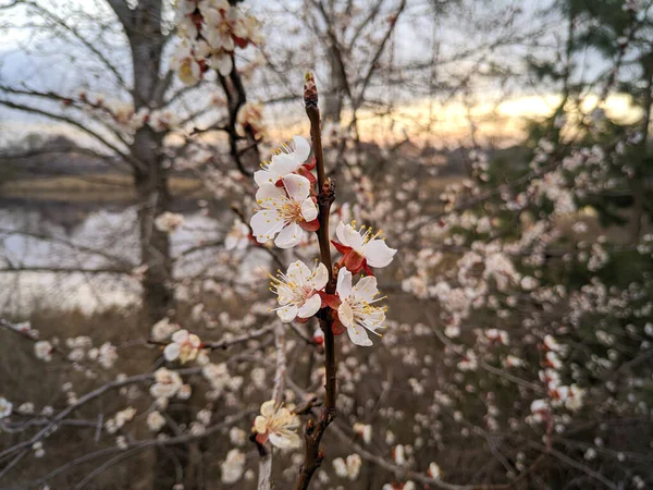 Trees Bloom Spring White Apricot Flowers — Stock Photo, Image