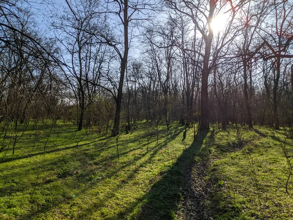 Forêt Printanière Paysage Avec Belle Herbe Verte Forêt Ombres Arbres — Photo