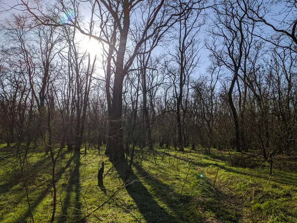 Forêt Printanière Paysage Avec Belle Herbe Verte Forêt Ombres Arbres — Photo