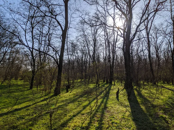 Forêt Printanière Paysage Avec Belle Herbe Verte Forêt Ombres Arbres — Photo