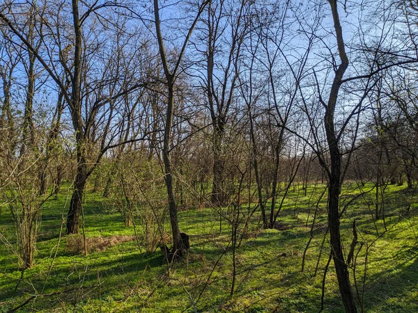 Bahar Ormanı Güzel Yeşil Çimenleri Ormanı Olan Bir Manzara Ağaç — Stok fotoğraf