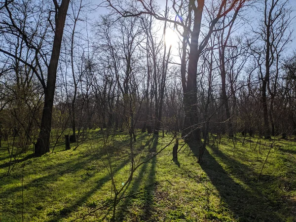 春の森 美しい緑の芝生と森の風景 木の影 — ストック写真