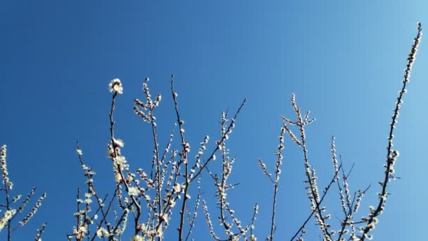 Trees Bloom Spring White Apricot Flowers — Stock Video