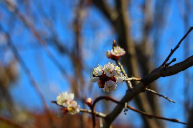 Ağaçlar baharda çiçek açar. beyaz kayısı çiçekleri
