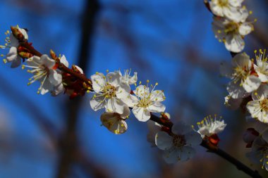 Ağaçlar baharda çiçek açar. beyaz kayısı çiçekleri