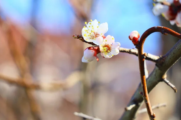 Bomen Bloeien Het Voorjaar Witte Abrikozenbloemen — Stockfoto