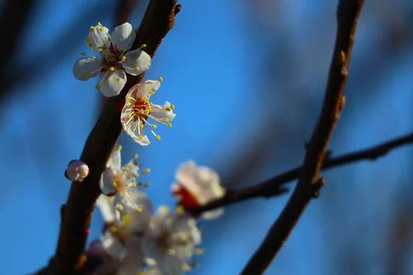 Bomen Bloeien Het Voorjaar Witte Abrikozenbloemen — Stockfoto