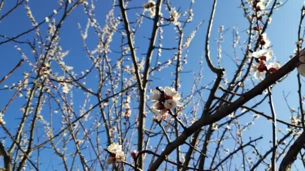 Los Árboles Florecen Primavera Flores Albaricoque Blanco — Vídeo de stock