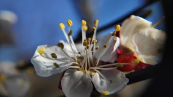 Los Árboles Florecen Primavera Flores Albaricoque Blanco — Vídeo de stock