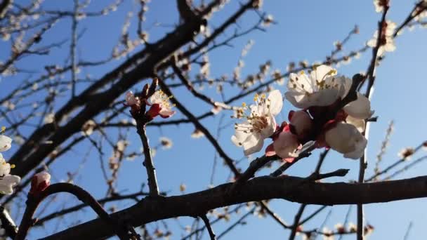 Trees Bloom Spring White Apricot Flowers — Stock Video