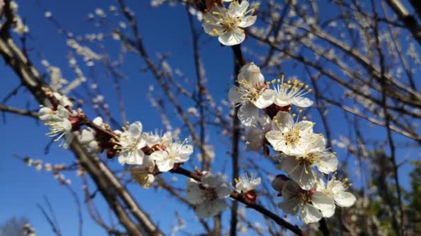 Bomen Bloeien Het Voorjaar Witte Abrikozenbloemen — Stockvideo