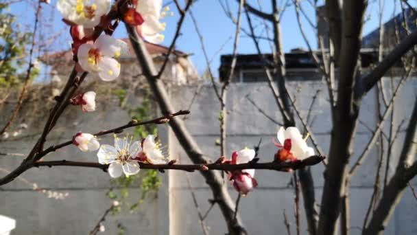 树木在春天开花 白色杏花 — 图库视频影像