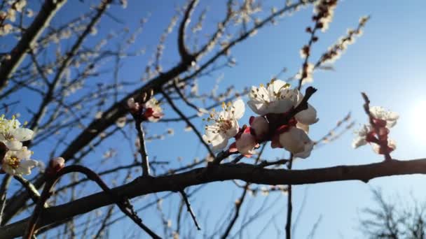 Fák Tavasszal Nyílnak Fehér Sárgabarack Virágok — Stock videók