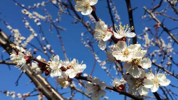 Trees Bloom Spring White Apricot Flowers — Stock Video