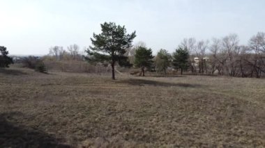 Bir çam ormanında. uzun çam ağaçları