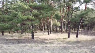 Bir çam ormanında. uzun çam ağaçları
