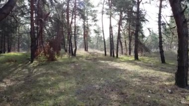 Bir çam ormanında. uzun çam ağaçları