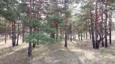 Bir çam ormanında. uzun çam ağaçları