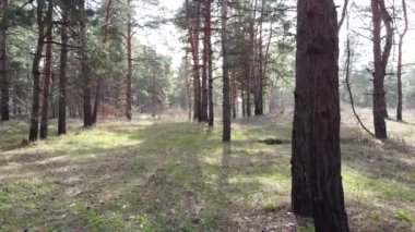 Bir çam ormanında. uzun çam ağaçları
