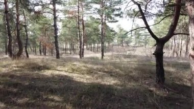 Bir çam ormanında. uzun çam ağaçları