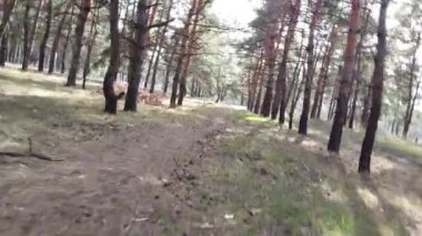 Bir çam ormanında. uzun çam ağaçları