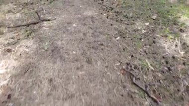 Bir çam ormanında. uzun çam ağaçları