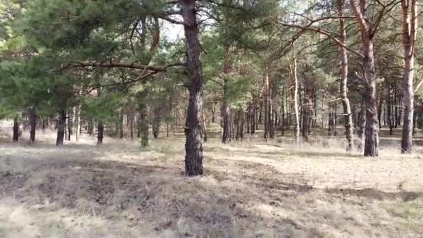 松林の中だ 背の高い松 — ストック動画