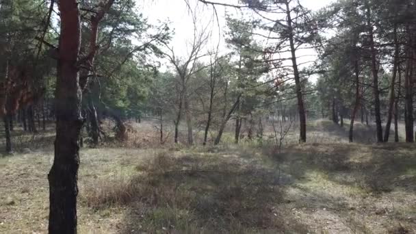 Bir Çam Ormanında Uzun Çam Ağaçları — Stok video