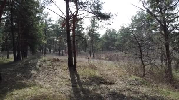 Bosque Pinos Pinos Altos — Vídeos de Stock