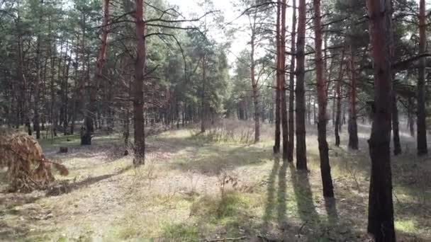 Borovém Lese Vysoké Borovice — Stock video