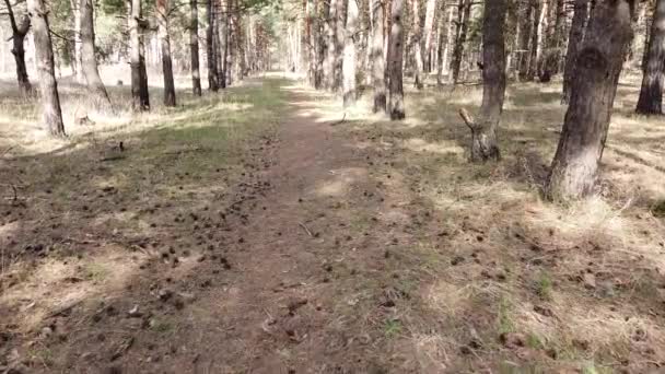 Bosque Pinos Pinos Altos — Vídeos de Stock