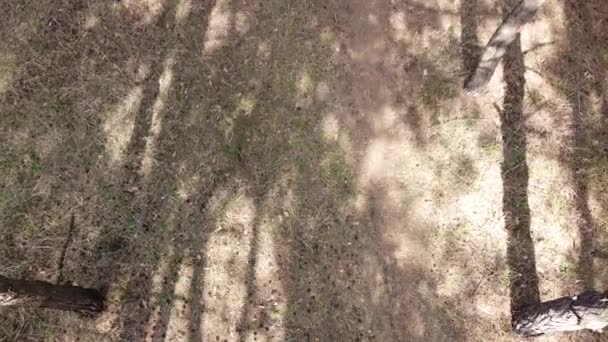 松林の中だ 背の高い松 — ストック動画