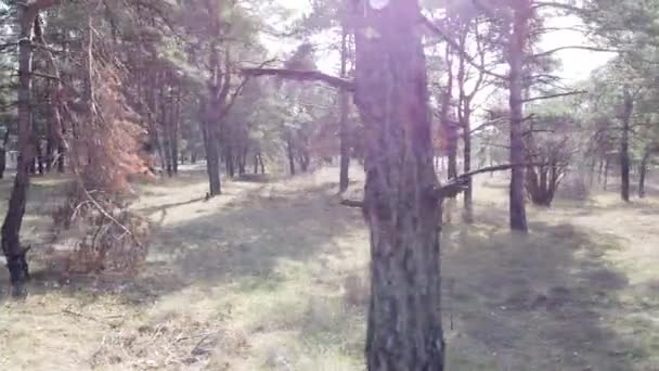 Bir Çam Ormanında Uzun Çam Ağaçları — Stok video