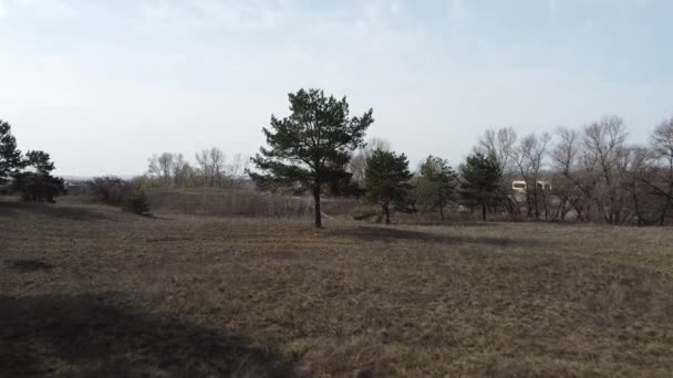 Einem Kiefernwald Hohe Kiefern — Stockvideo