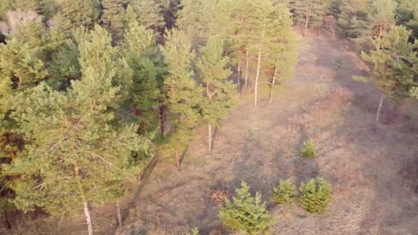 Landschap Met Bos Water Dennenbos Bovenaanzicht — Stockvideo