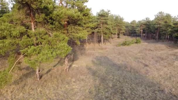 Paisaje Con Bosque Agua Bosque Pinos Vista Superior — Vídeo de stock