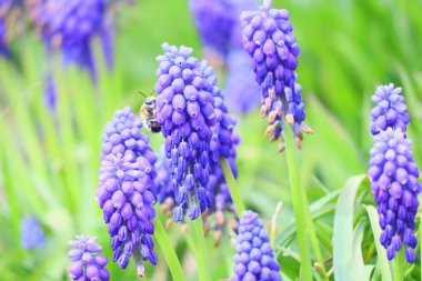 Muscari mavidir. Bahar çiçekleri Güzel küçük mavi çiçekler