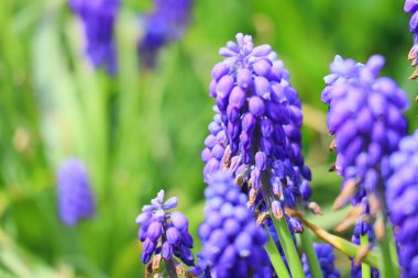 Muscari mavidir. Bahar çiçekleri Güzel küçük mavi çiçekler