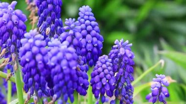 Muscari mavidir. Bahar çiçekleri Güzel küçük mavi çiçekler